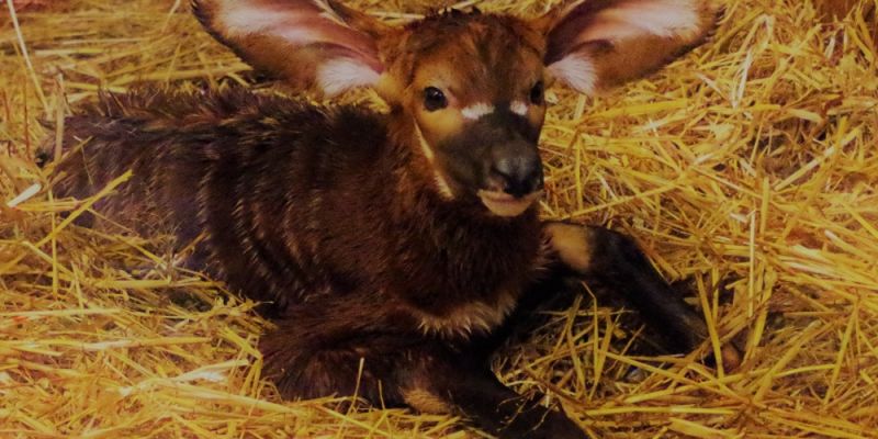 W stołecznym ZOO urodziła się antylopa!