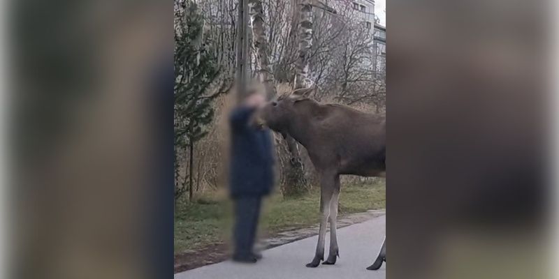 Chcą zrobić zdjęcie, ryzykują zdrowiem, a nawet życiem. Park ostrzega przed łosiami