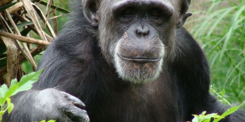 Szympansica namalowała - ZOO zlicytuje
