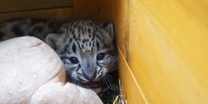 Pamir – młody irbis śnieżny z Warszawskiego Zoo wyrusza w świat