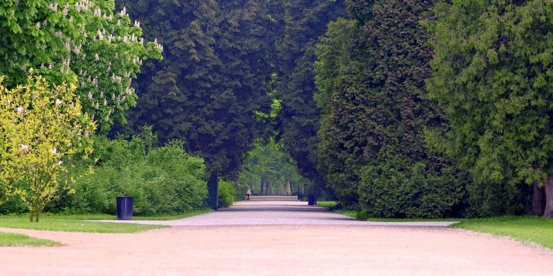 Ruszyły zabiegi pielęgnacyjne w warszawskich lasach