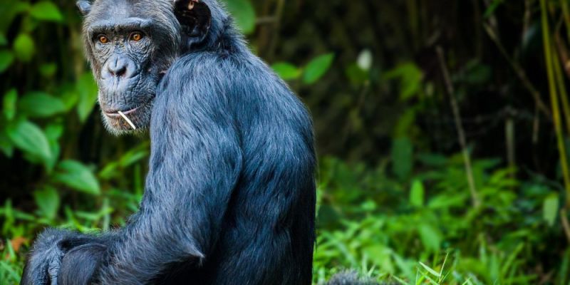 Światowy Dzień Szympansa w Warszawskim ZOO