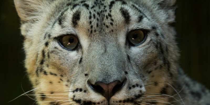 Otwarcie wybiegu dla panter śnieżnych w Warszawskim ZOO