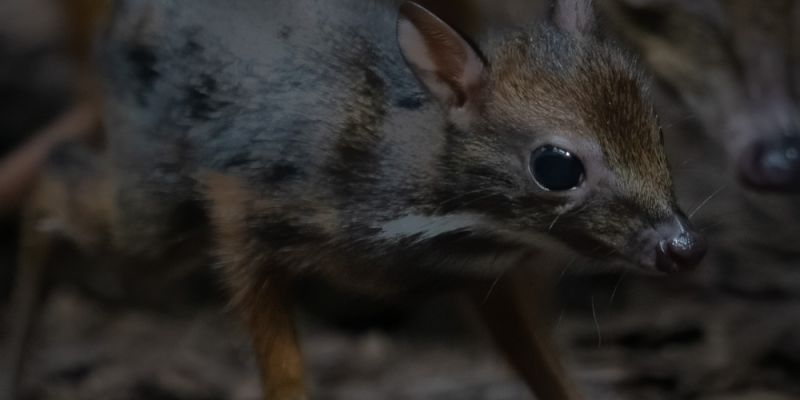 Narodziny myszojelenia w Warszawskim ZOO