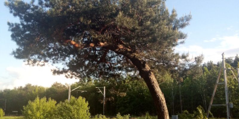 Sosna falenicka pomnikiem przyrody