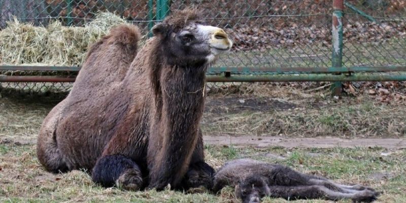 Wybierz imię dla samiczki wielbłąda. Konkurs Gdańskiego Ogrodu Zoologicznego