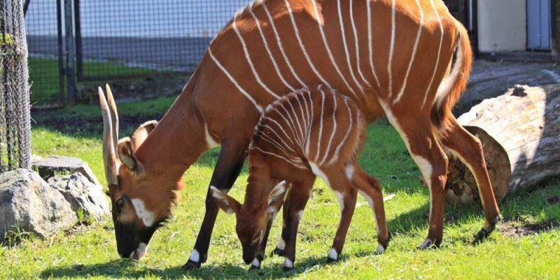 Fani warszawskiego ZOO wybierają imię dla antylopki bongo