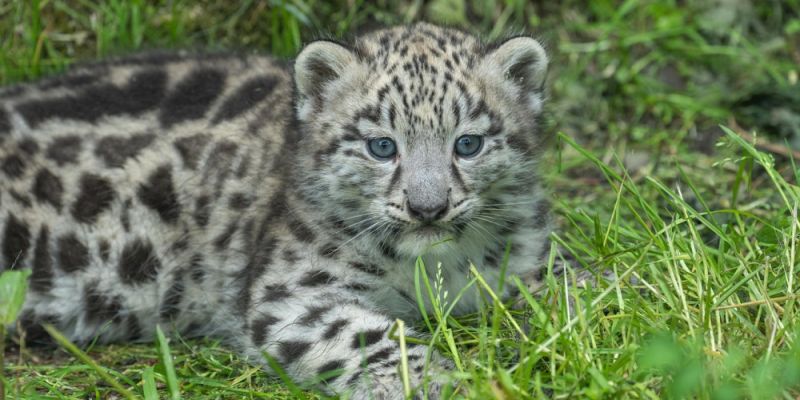 Młody irbis śnieżny z Warszawskiego ZOO wyruszy do nowego domu