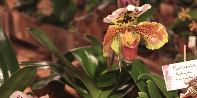 Orchidea 2016 w Bibliotece Uniwersyteckiej