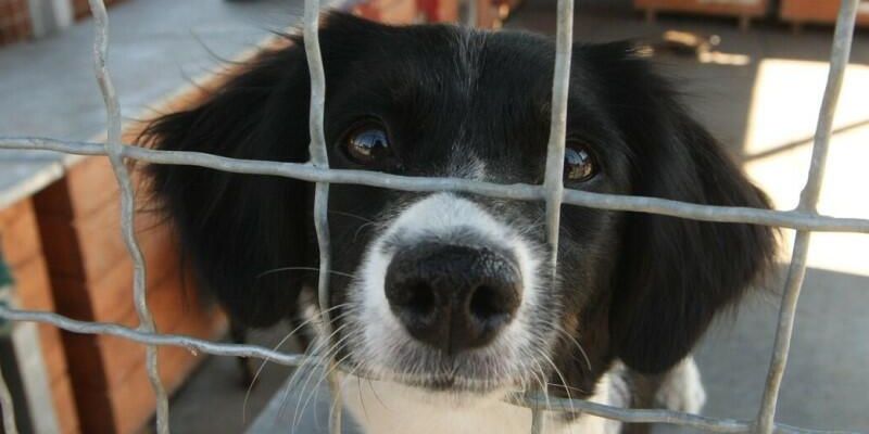 Nie jestem zabawką - schronisko dla zwierząt zawiesza adopcje podopiecznych