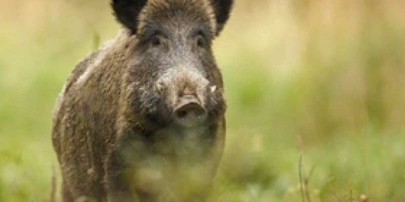 ASF wciąż groźny dla trzody chlewnej