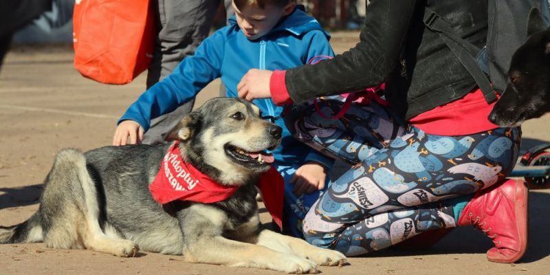 Adoptuj Warszawiaka na Mokotowie. Park Morskie Oko zamieni się w miejsce spotkań ludzi i psów ze schroniska