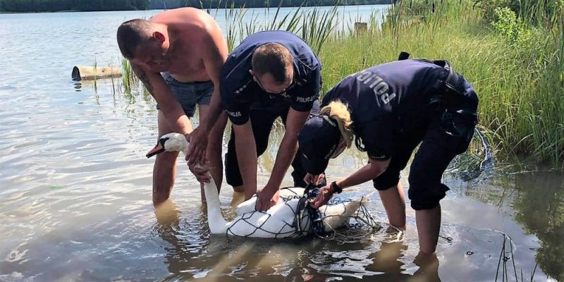 Dzielnicowi pomogli splątanemu żyłką łabędziowi