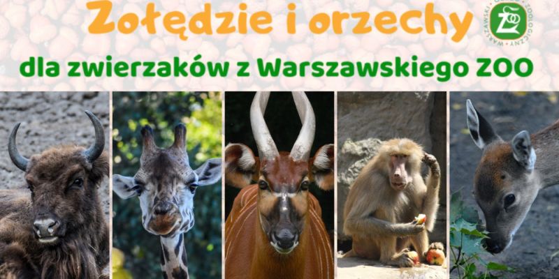 Orzechy i żołędzie dla zwierzaków: Warszawskie ZOO organizuje zbiórkę darów dla swoich podopiecznych