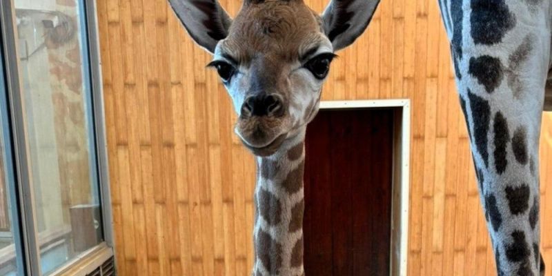 Pomelo z warszawskiego ZOO obchodzi pierwsze urodziny