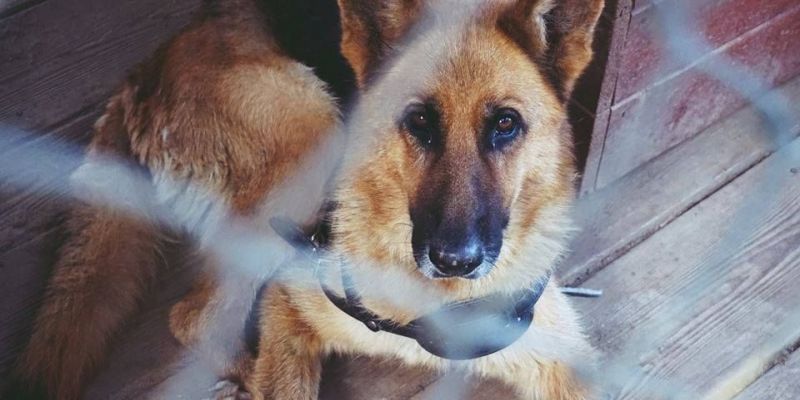 Kleszcze nadal groźne. Ratuj czworonogi z Mazowsza!