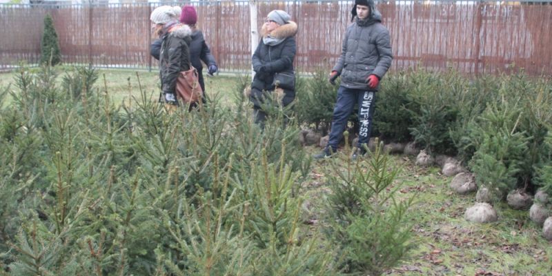 Choinki za elektrośmieci