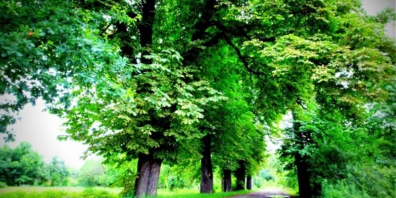Rewitalizacja Ogrodów Kosmosu