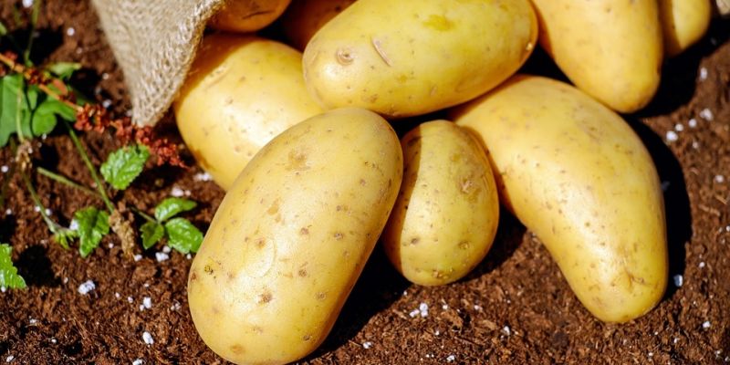 Młode ziemniaki na kilka sposobów