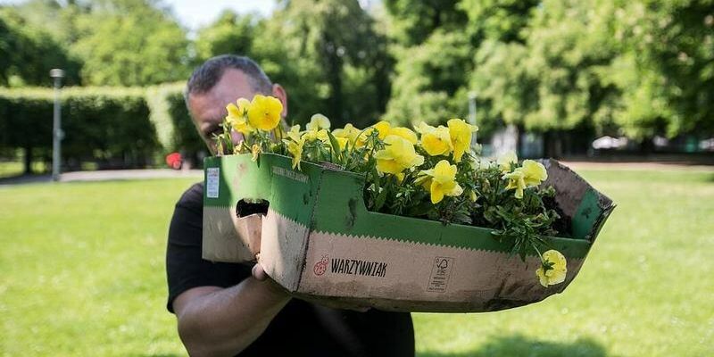 „Zbrataj się z bratkiem, przygarnij stokrotkę". GZDiZ w czwartek rozdaje kwiaty