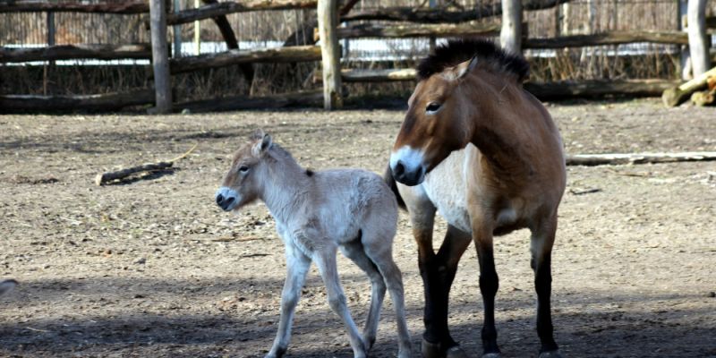 Warszawskie ZOO ma nowego lokatora. Ogłoszono plebiscyt na imię