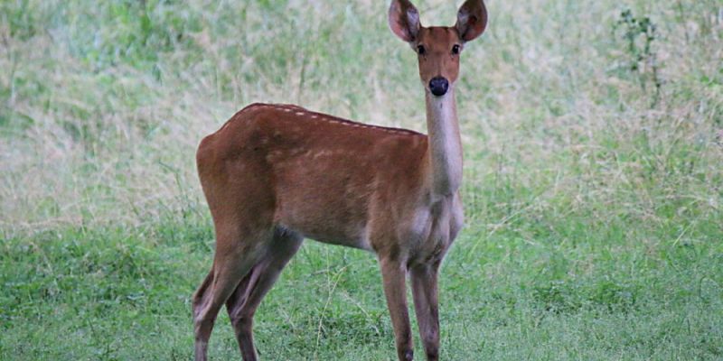 Potrójna radość w gdańskim ZOO: urodziły się trzy barasingi bagienne