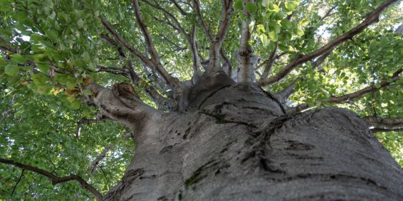 Warszawskie Drzewo Roku 2026. Ruszyły zgłoszenia do wyjątkowego plebiscytu