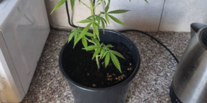 Do 3 lat  grozi kobiecie  za  uprawę konopi w doniczce