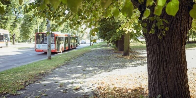 Wielka Aleja Lipowa. Szczepionki podane do korzeni drzew mają zapewnić im lepszą ochronę i odżywianie