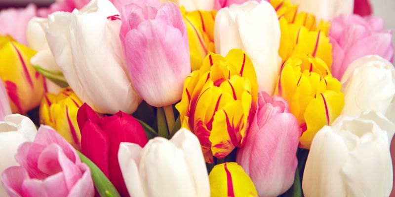 Wiosna w Wilanowie. XVI Wystawa Tulipanów już w ten weekend