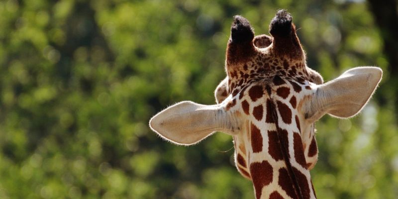 Jessie czy Auckley? Trwa głosowanie na Zwierzaka Października w Warszawskim ZOO