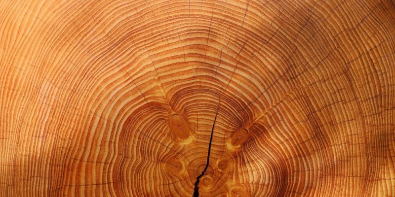 Warszawskie drzewa zarabiają co najmniej 170 milionów złotych rocznie
