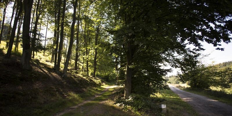 Trójmiejski Park Krajobrazowy będzie miał odnowiony szlak turystyczny