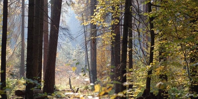 Słowami roku 2017 zostały "puszcza" i "rezydent"