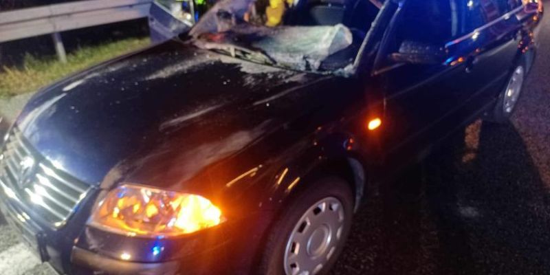 Groźny wypadek na S8: zderzenie volkswagenem z łosiem