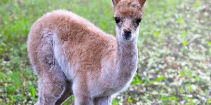 Narodziny wikuni w stołecznym ZOO