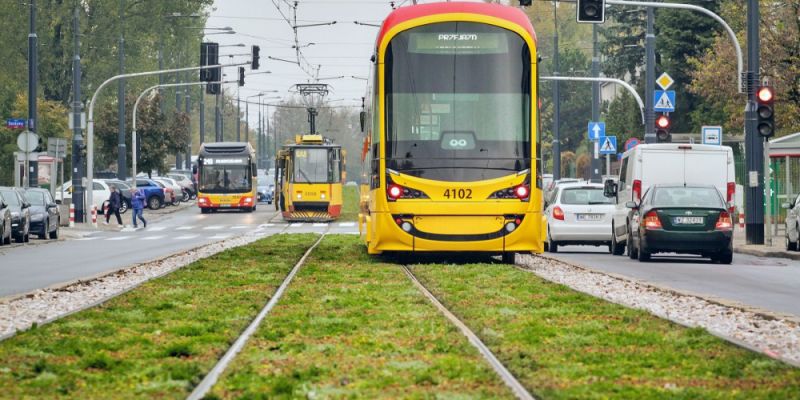 Tramwaje wśród oregano