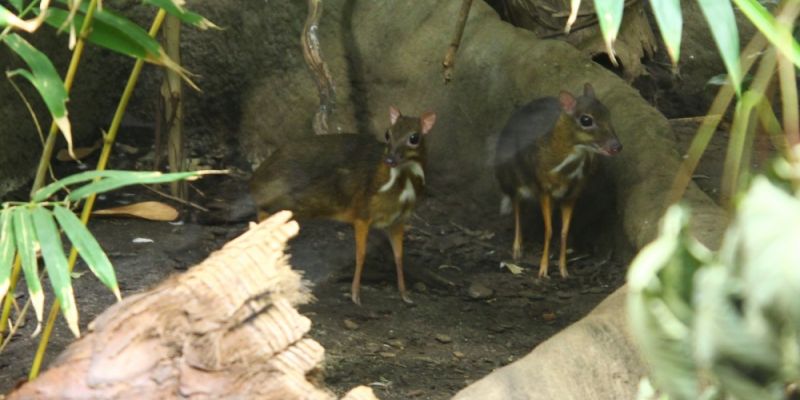 Drugi myszojeleń w warszawskim zoo