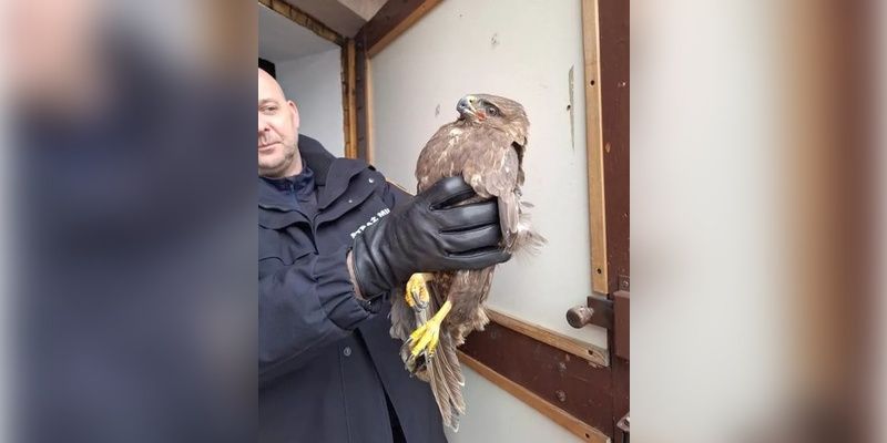 Ranny myszołów na Targówku. Pomógł mu Ekopatrol straży miejskiej