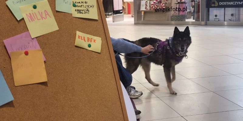 „Słony dla bezdomnych zwierzaków” – 3 edycja zbiórki dla schroniska „Promyk”