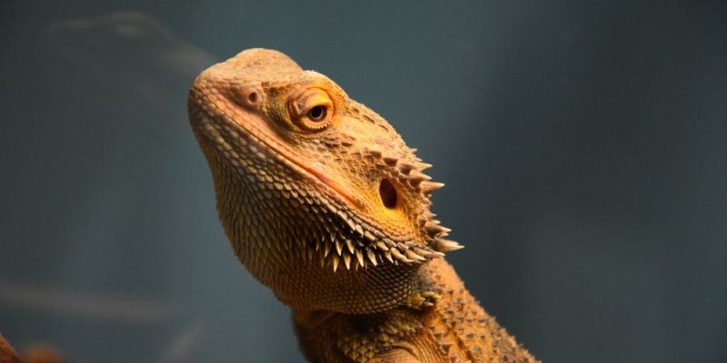 Animals' Days - targi zoologiczne już za nami!