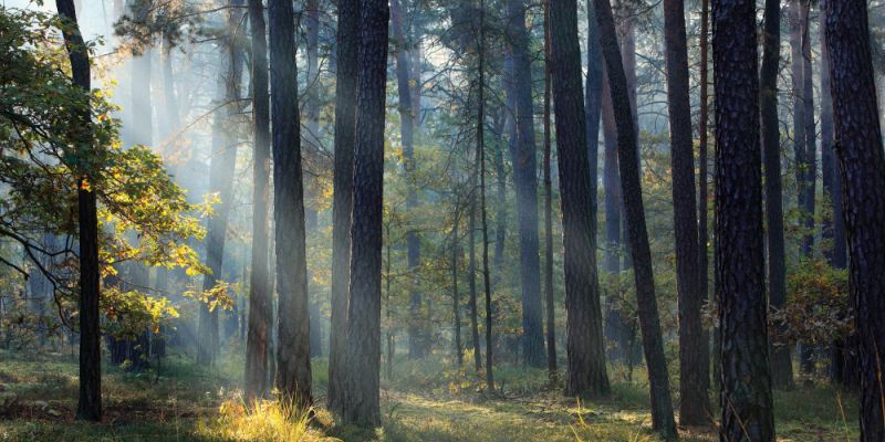 Utrudnienia w Kampinoskim Parku Narodowym: Dyrekcja wyłącza z użytku fragmenty popularnych tras