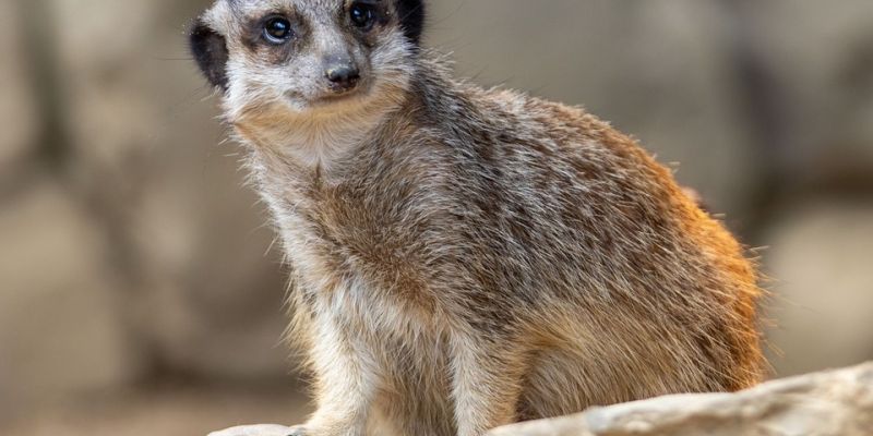 Zbiórka przysmaków dla mieszkańców ZOO