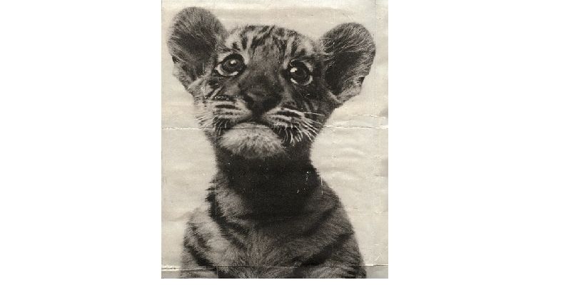 Czy wiecie, że Warszawskie ZOO ma już 90 lat?