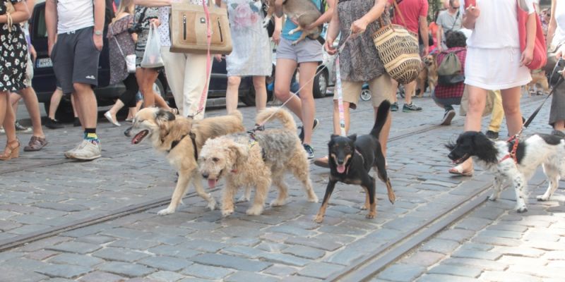 Parada psów łaciatych i kundelków na Ząbkowskiej