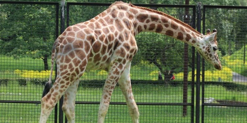 Nowa żyrafa w Warszawskim ZOO