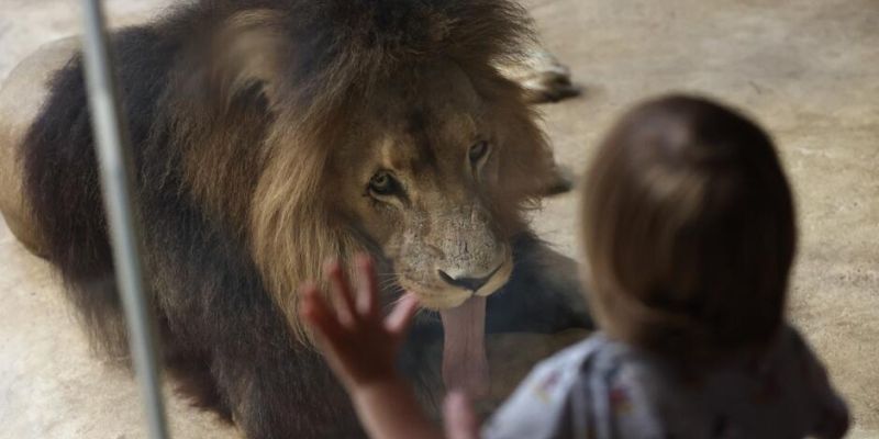 Święto lwów w gdańskim ZOO