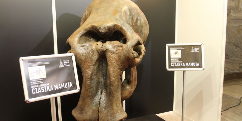 Diamenty, złoto, talerze i czaszka mamuta – Warsaw Mineral Expo 2017