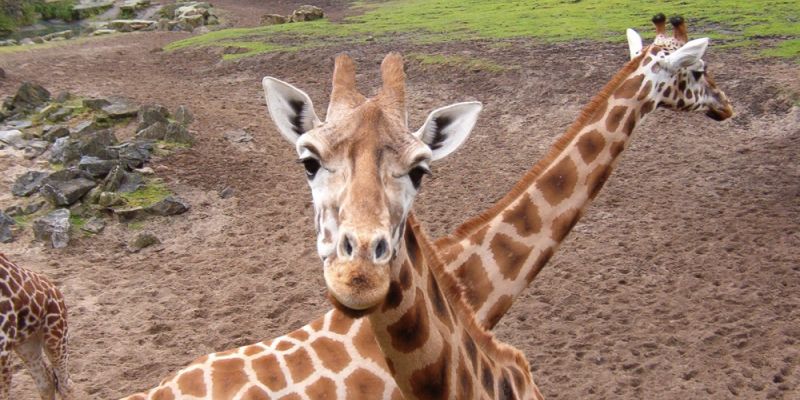 88 rocznica powstania ZOO