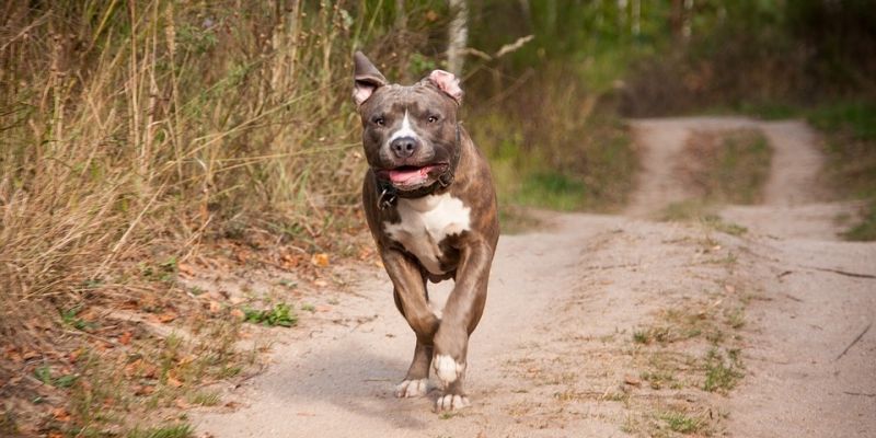 Amstaff w śmiertelnej pułapce uratowany przez Ekopatrol